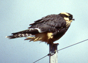 aplomado falcon